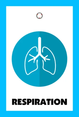 Respiration